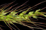 Rough barnyardgrass